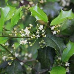 American Holly (Ilex Opaca) 15 seeds