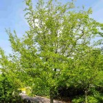 American Hornbeam (Carpinus Caroliniana) 20 seeds