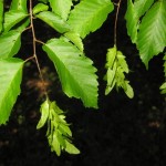 American Hornbeam (Carpinus Caroliniana) 40 seeds