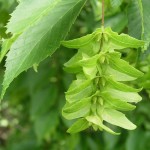 American Hornbeam (Carpinus Caroliniana) 20 seeds