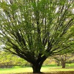 American Hornbeam (Carpinus Caroliniana) 20 seeds