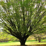 American Hornbeam (Carpinus Caroliniana) 40 seeds