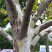 American Planetree (Platanus Occidentalis) 10 seeds