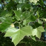 American Planetree (Platanus Occidentalis) 40 seeds