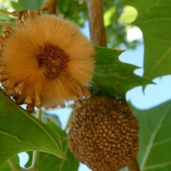 American Planetree (Platanus Occidentalis) 30 seeds