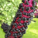 American Pokeweed (Phytolacca Americana) 50 seeds