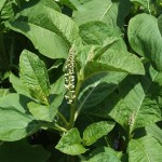 American Pokeweed (Phytolacca Americana) 50 seeds