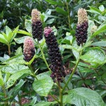 American Pokeweed (Phytolacca Americana) 50 seeds