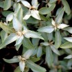 American Silverberry (Elaeagnus Commutata) 10 seeds