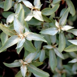 American Silverberry (Elaeagnus Commutata) 3 seeds