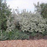American Silverberry (Elaeagnus Commutata) 3 seeds