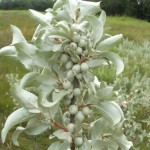 American Silverberry (Elaeagnus Commutata) 3 seeds