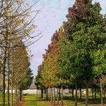 American Sweet Gum (Liquidambar Styraciflua) 300 seeds