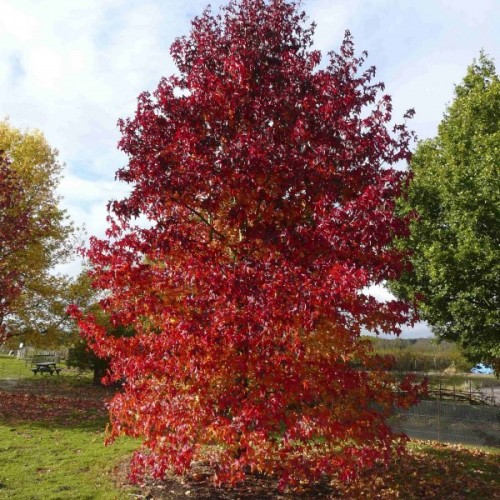 American Sweet Gum (Liquidambar Styraciflua) 100 seeds