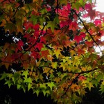 American Sweet Gum (Liquidambar Styraciflua) 300 seeds