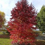 American Sweet Gum (Liquidambar Styraciflua) 30 seeds