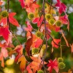 American Sweet Gum (Liquidambar Styraciflua) 100 seeds