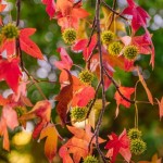 American Sweet Gum (Liquidambar Styraciflua) 30 seeds