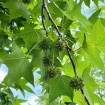 American Sweet Gum (Liquidambar Styraciflua) 30 seeds