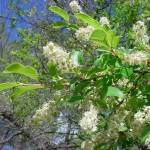 Amur Chokecherry (Prunus Maackii) 40 seeds