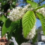 Amur Chokecherry (Prunus Maackii) 7 seeds