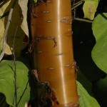 Amur Chokecherry (Prunus Maackii) 40 seeds