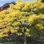 Amur Cork Tree (Phellodendron Amurense) 1000 seeds