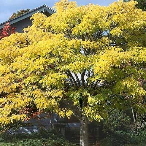 Amur Cork Tree (Phellodendron Amurense) 5 seeds