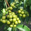 Amur Cork Tree (Phellodendron Amurense) 1000 seeds