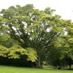 Amur Cork Tree (Phellodendron Amurense) 5 seeds