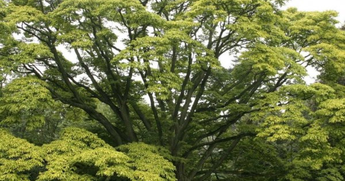 Amur Cork Tree (Phellodendron Amurense) 10 seeds