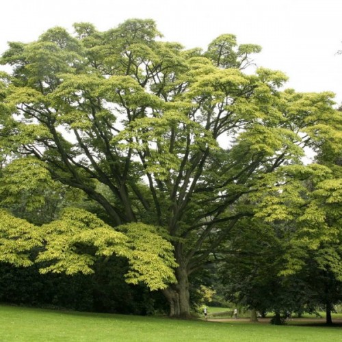 Amur Cork Tree (Phellodendron Amurense) 1000 seeds