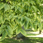 Amur Cork Tree (Phellodendron Amurense) 3 seeds