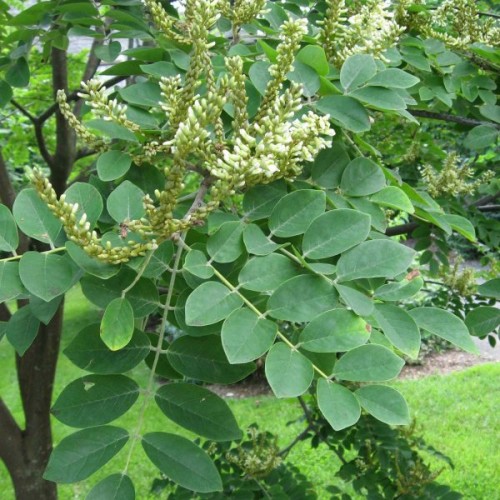 Amur Maackia (Maackia Amurensis) 10 seeds