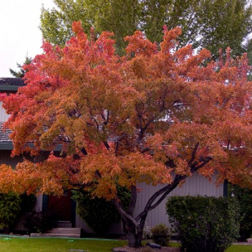 Amur Maple (Acer Ginnala) 100 seeds