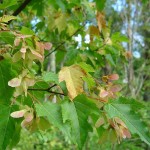 Amur Maple (Acer Ginnala) 20 seeds