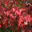 Amur Maple (Acer Ginnala) 20 seeds