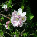 Antonovka Apple (Malus Domestica Antonovka) 20 seeds