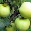 Antonovka Apple (Malus Domestica Antonovka) 60 seeds