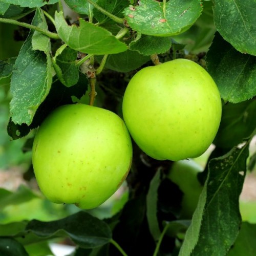 Antonovka Apple (Malus Domestica Antonovka) 60 seeds