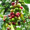 Arabian Coffee Tree (Coffea Arabica) 30 seeds
