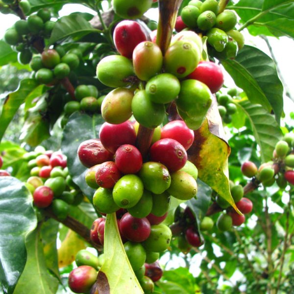Кофе дерево семена семен войновым
