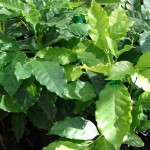 Arabian Coffee Tree (Coffea Arabica) 30 seeds