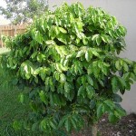 Arabian Coffee Tree (Coffea Arabica) 5 seeds