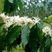 Arabian Coffee Tree (Coffea Arabica) 10 seeds