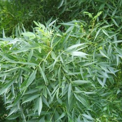 Narrow-leafed Ash (Fraxinus Angustifolia) 10 seeds