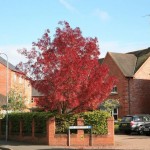 Narrow-leafed Ash (Fraxinus Angustifolia) 25 seeds