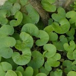 Asian Ponysfoot (Dichondra Micrantha) 10 seeds