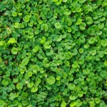 Asian Ponysfoot (Dichondra Micrantha) 20 seeds