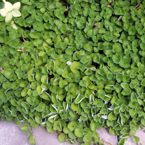 Asian Ponysfoot (Dichondra Micrantha) 40 seeds